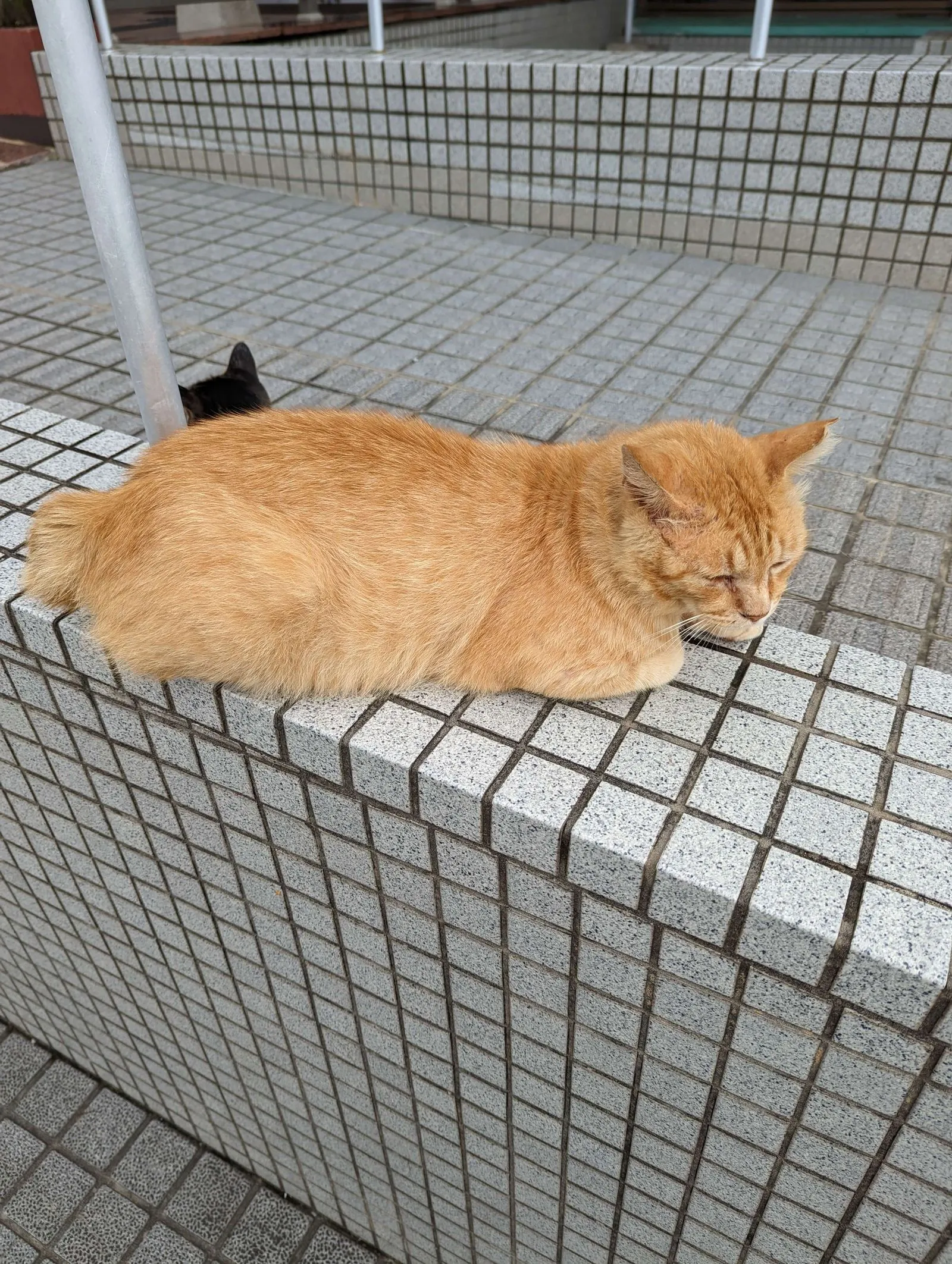 熊本港の猫