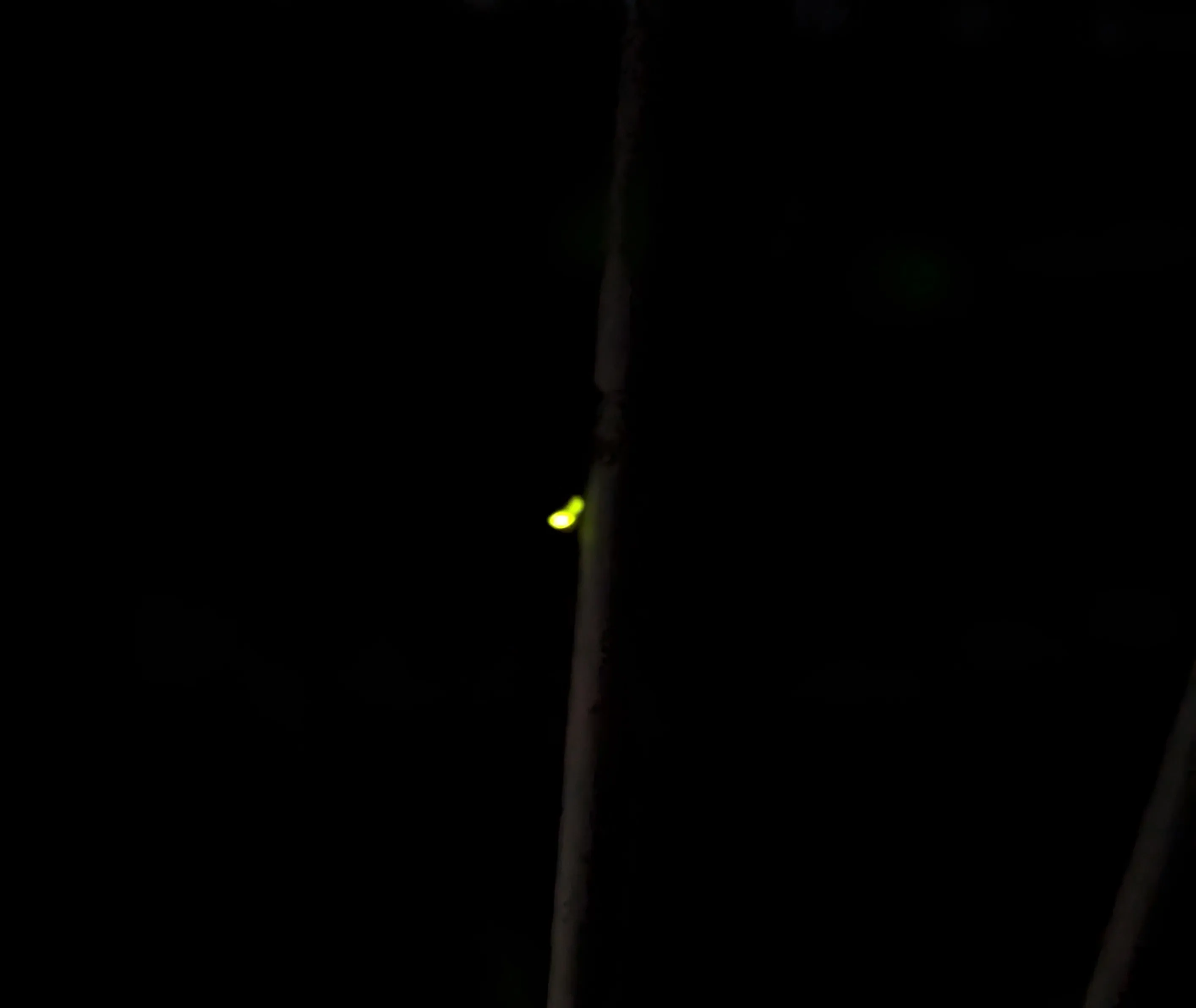 蛍