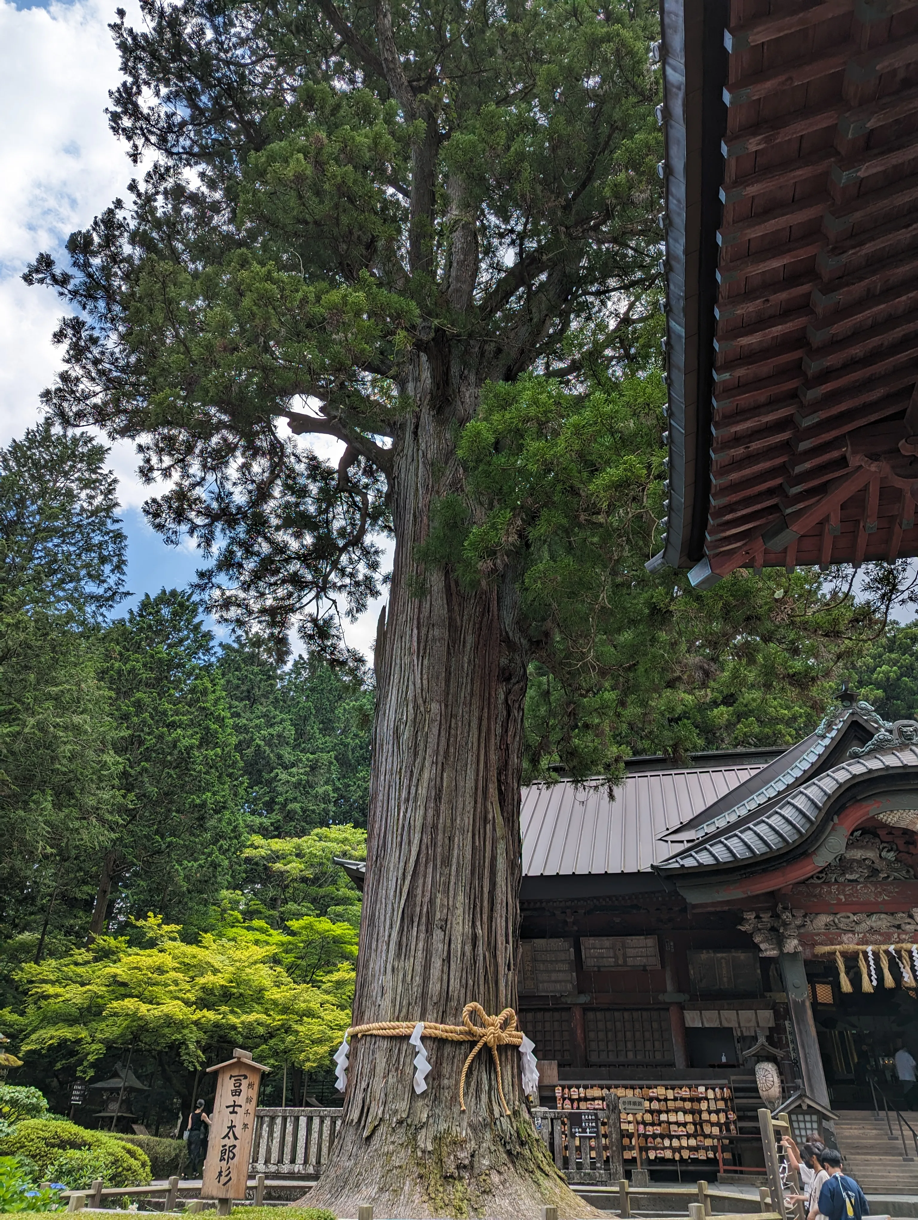 太郎杉